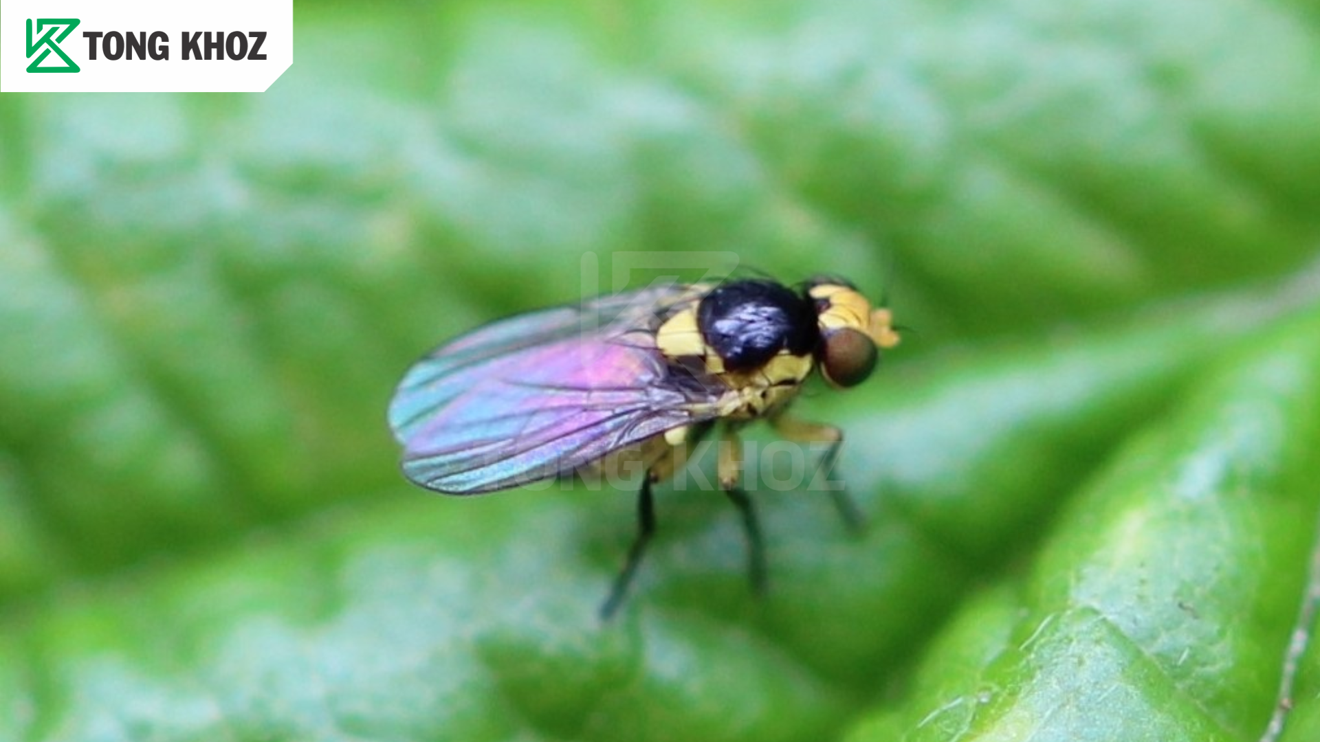 Biện pháp phòng trừ 