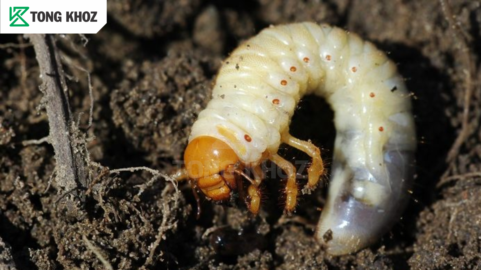 Biện pháp phòng trừ 