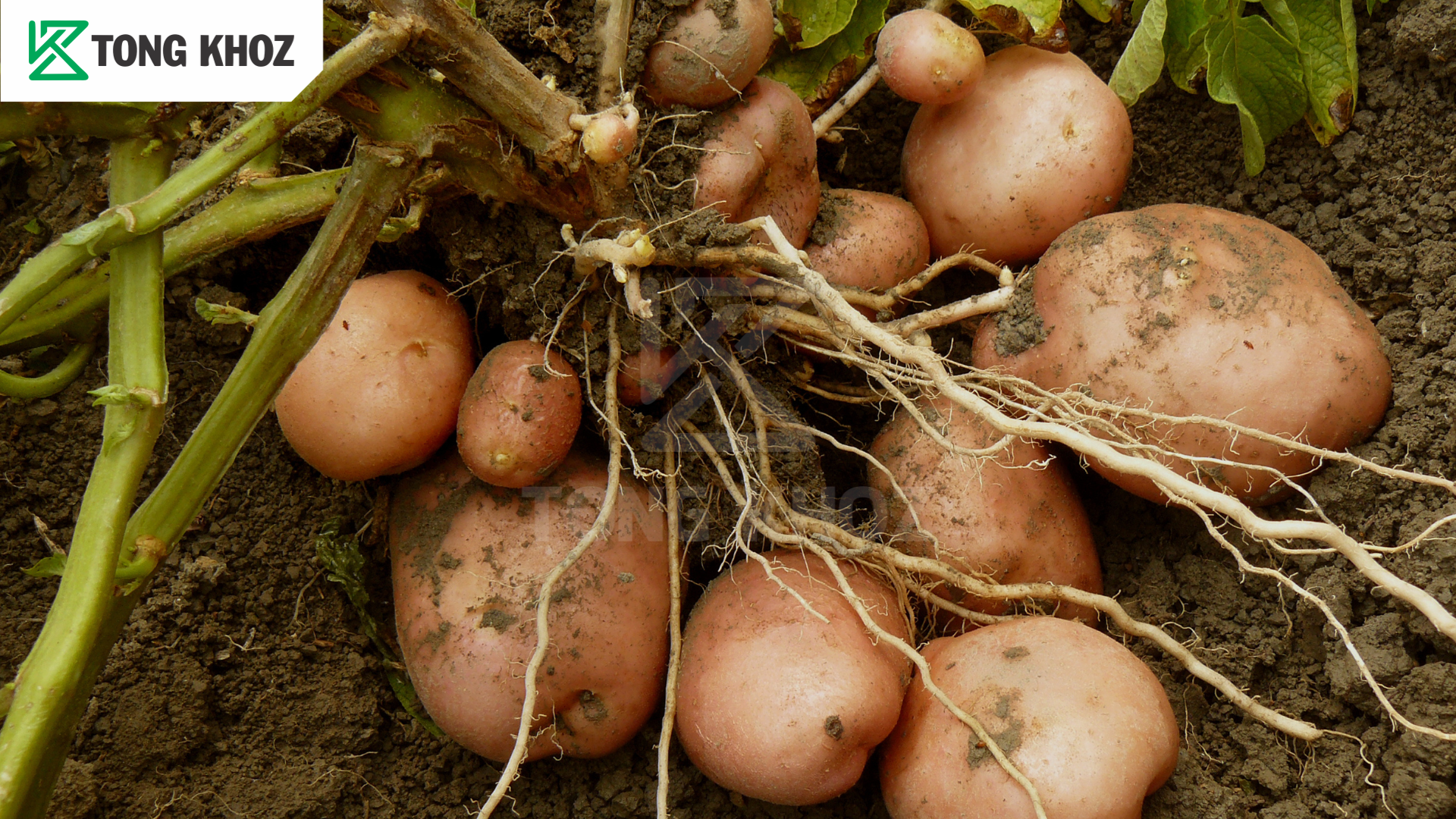 Biện pháp phòng trừ