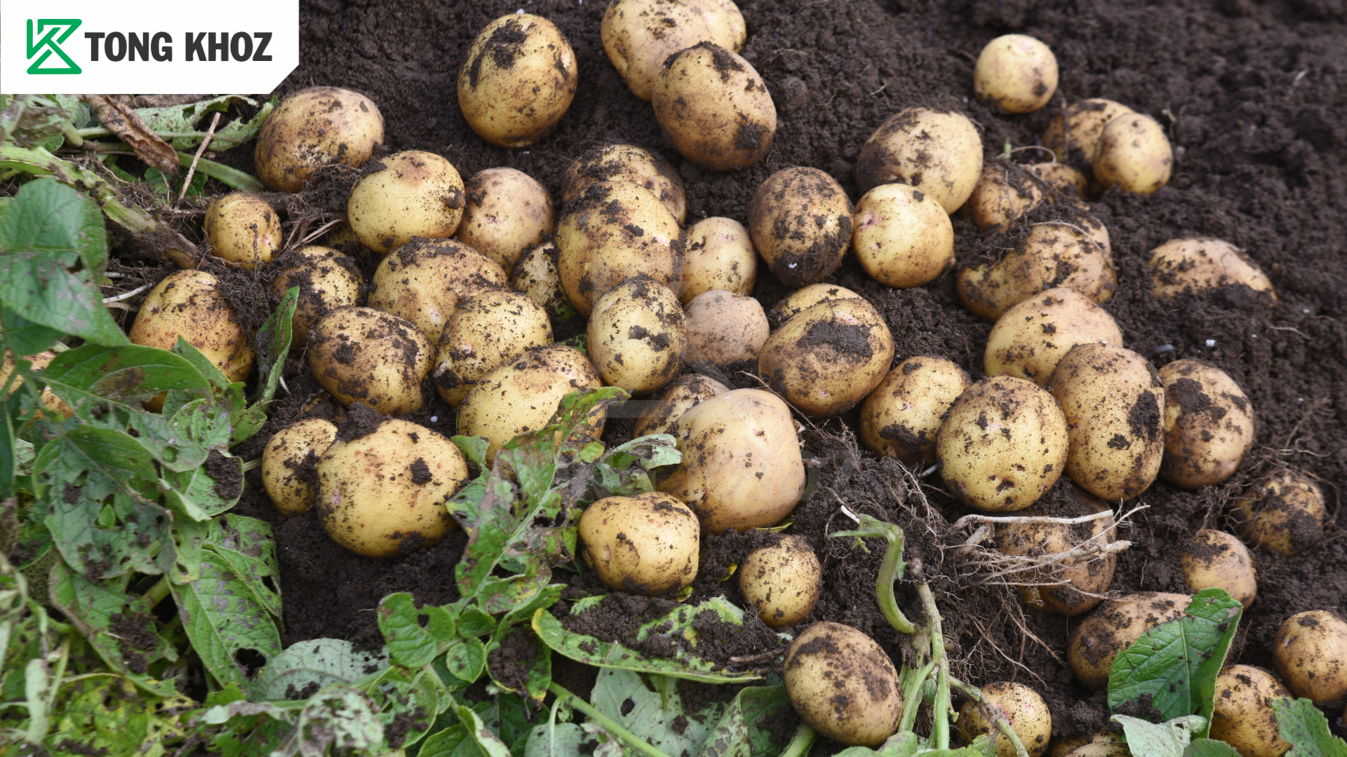 Biện pháp phòng trừ 