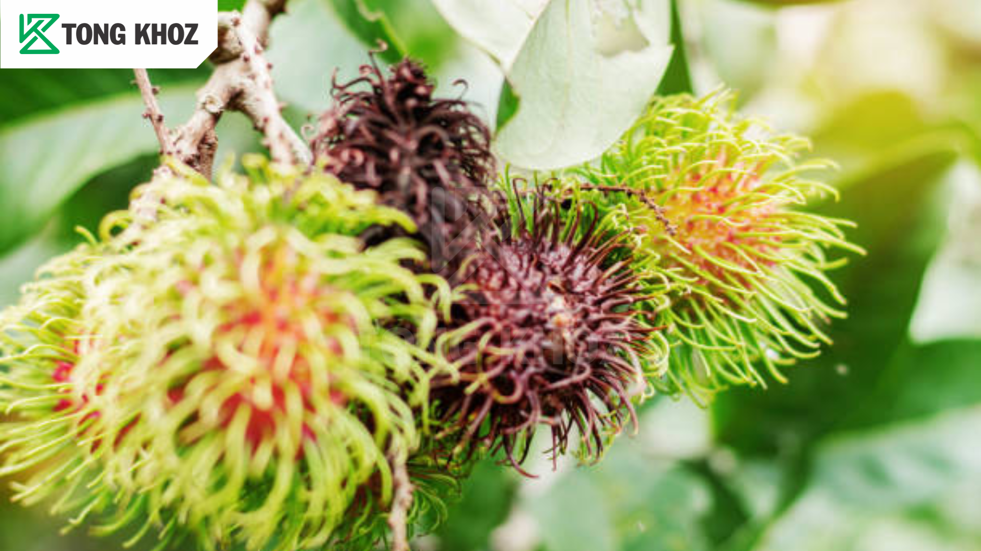 Biện pháp phòng trừ 