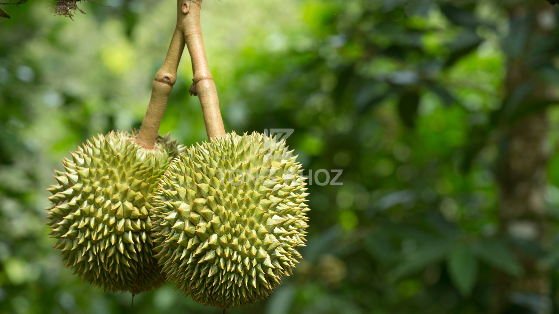 Biện pháp phòng trừ 