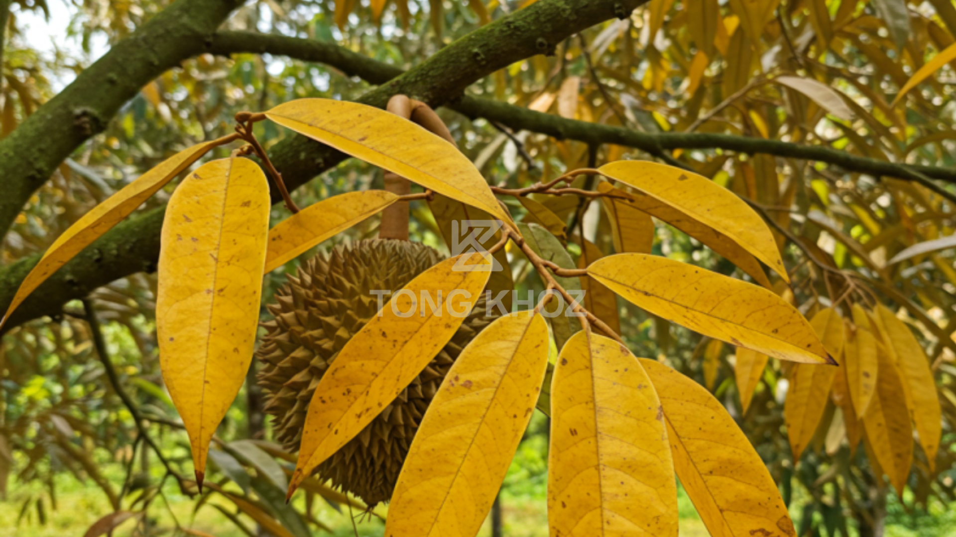 Biểu hiện sầu riêng bị vàng lá 