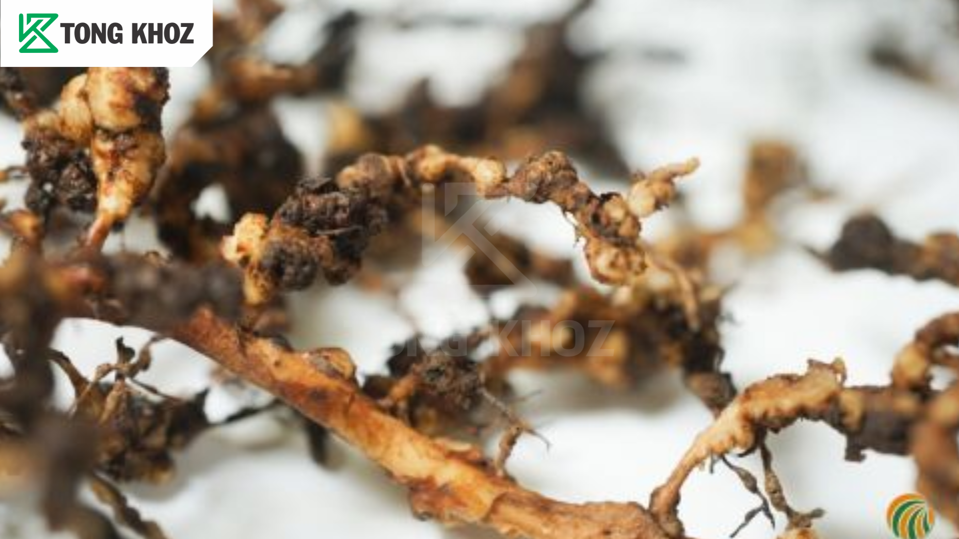 Câu hỏi thường gặp 