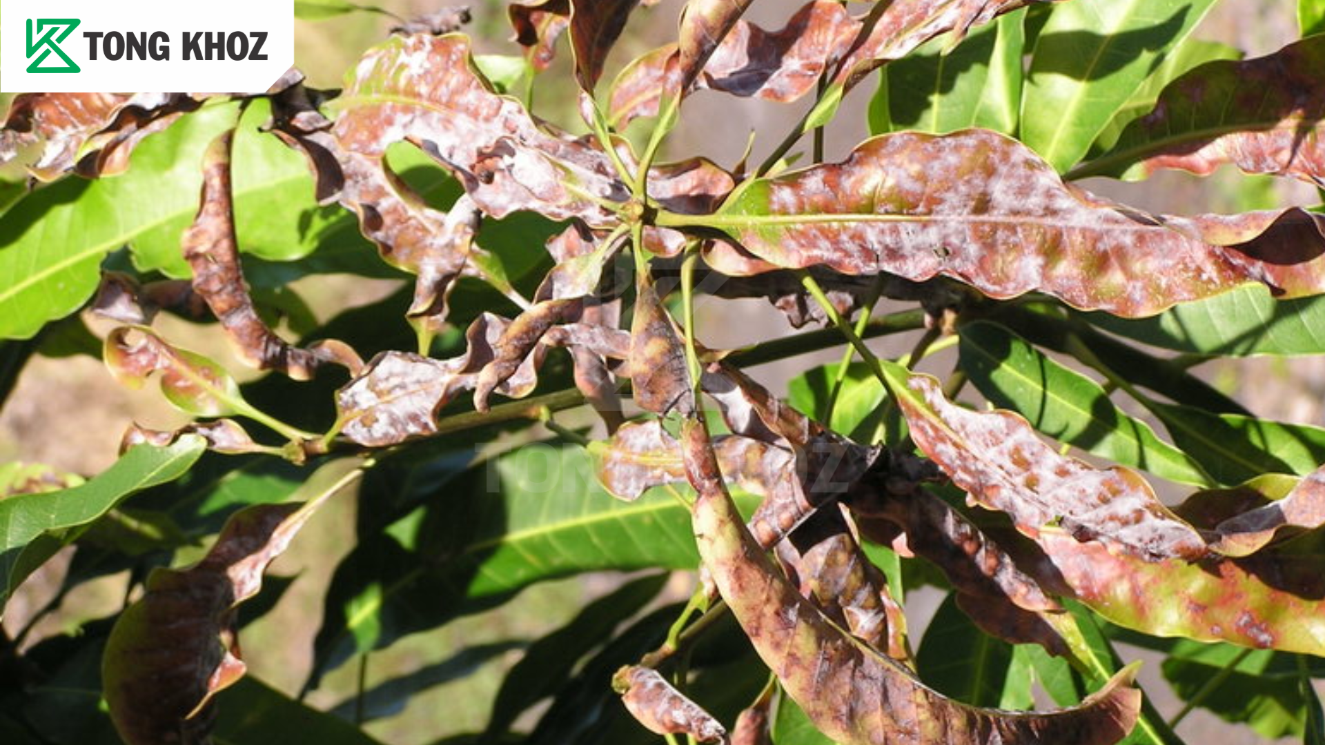 Chủ động phòng trừ