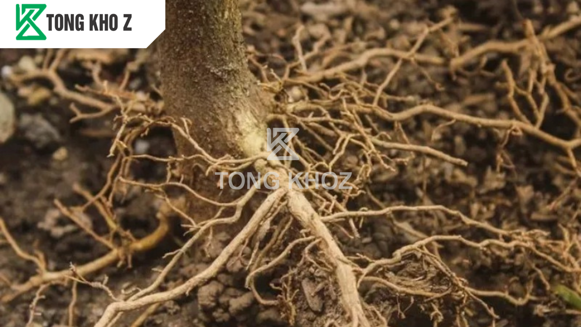 Công dụng của phân bón hữu cơ cho sầu riêng 