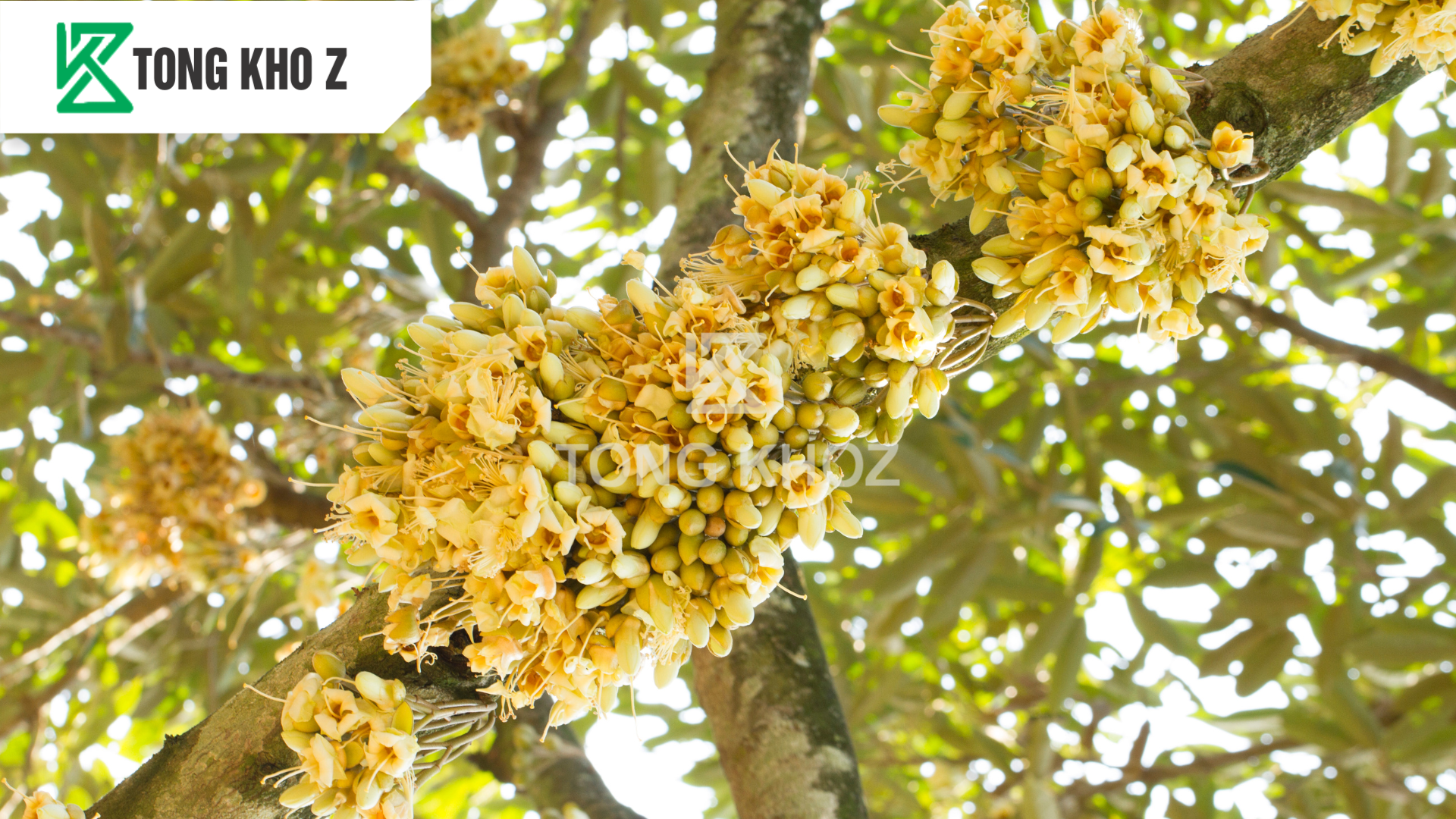 Đặc điểm sinh trưởng và phát triển của cây sầu riêng