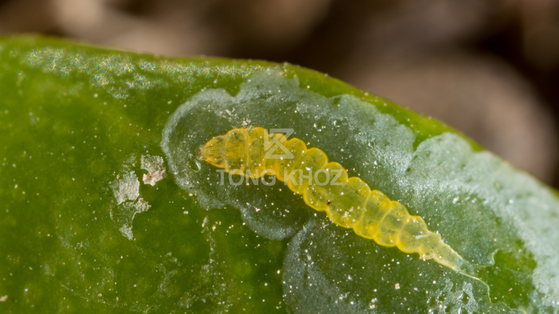 Hậu quả sâu vẽ bùa hại bí đao 