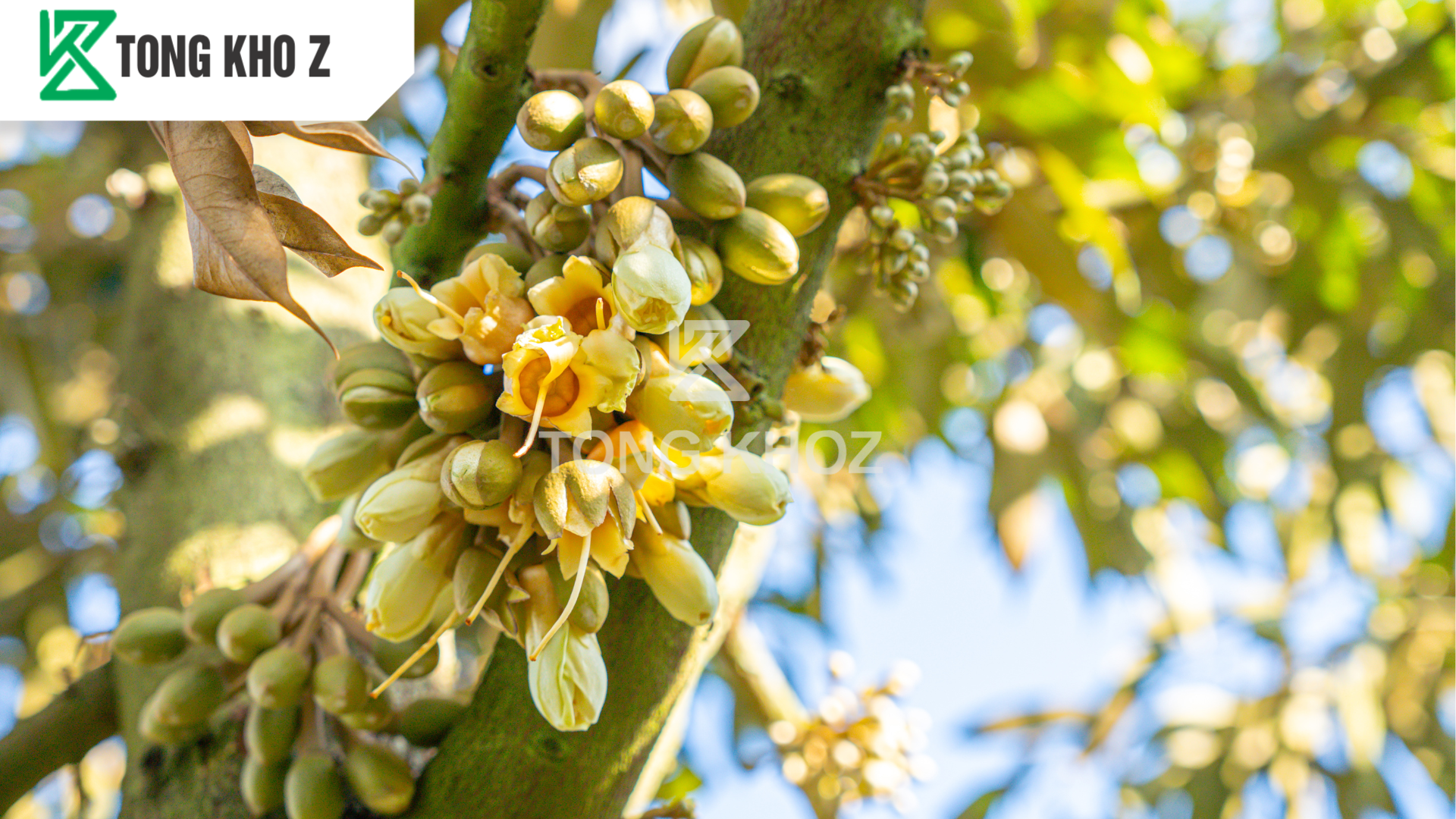 Khi nào sầu riêng cần dùng phân bón dưỡng hoa?