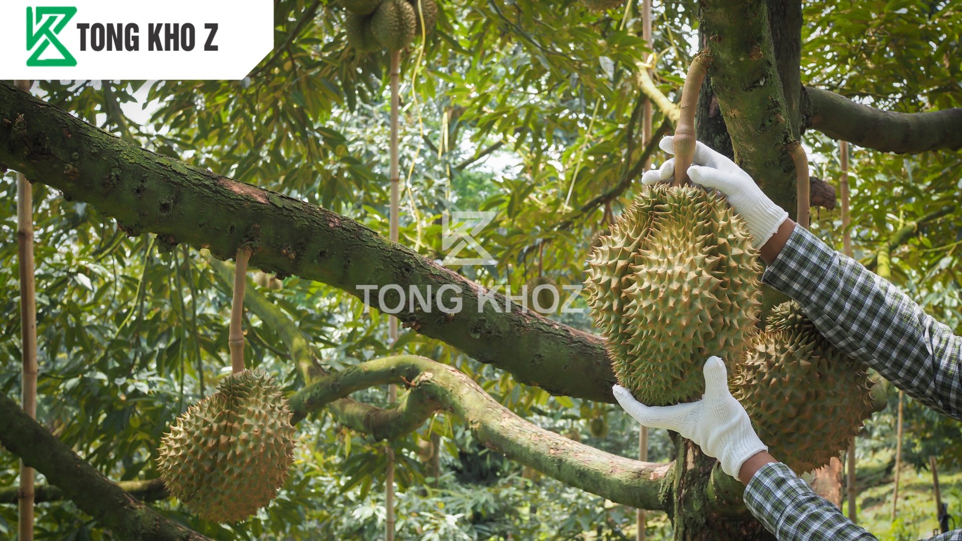 Khi nào sầu riêng cần dùng phân bón dưỡng trái?