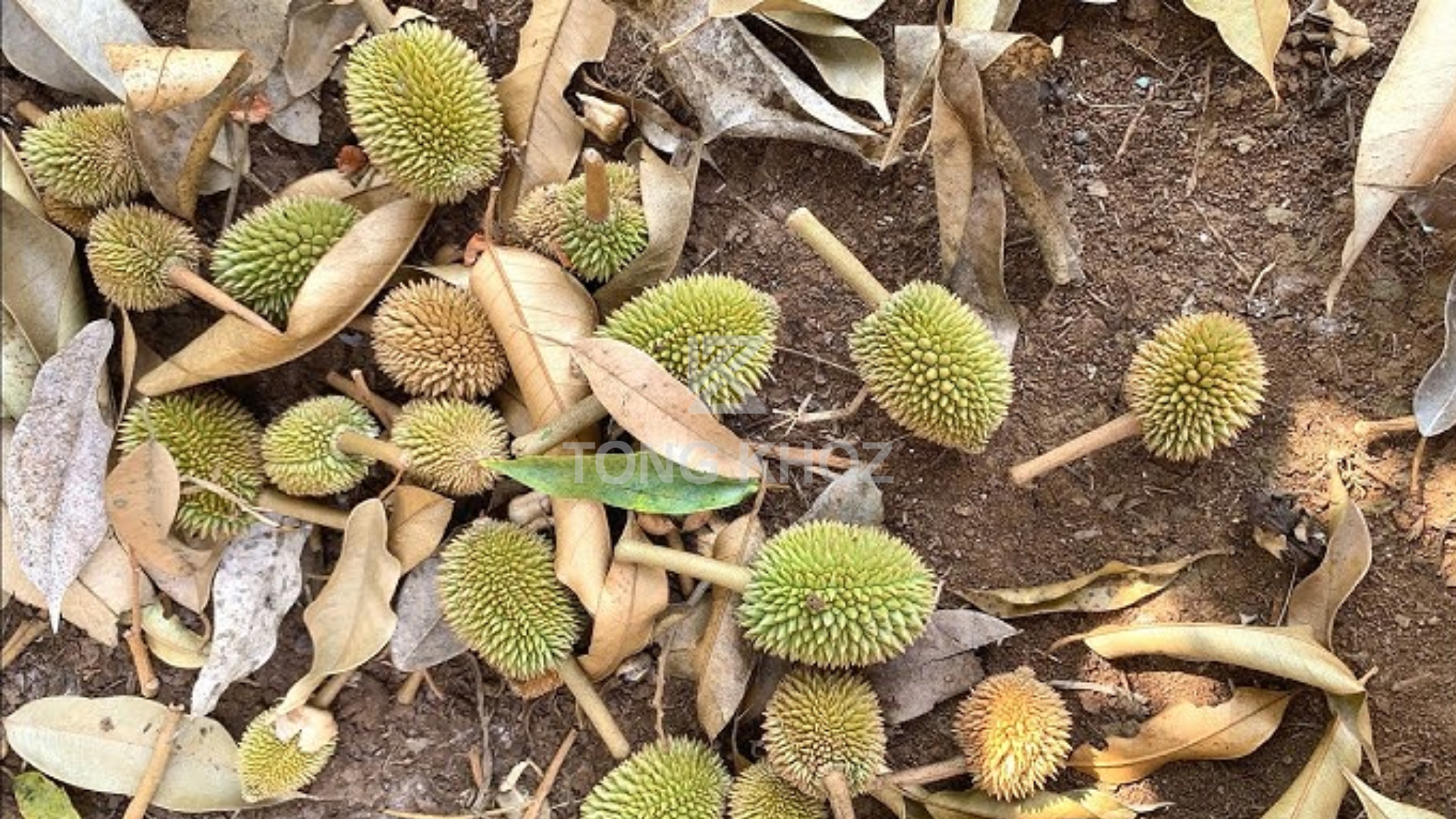 Nguyên nhân sầu riêng rụng trái non 