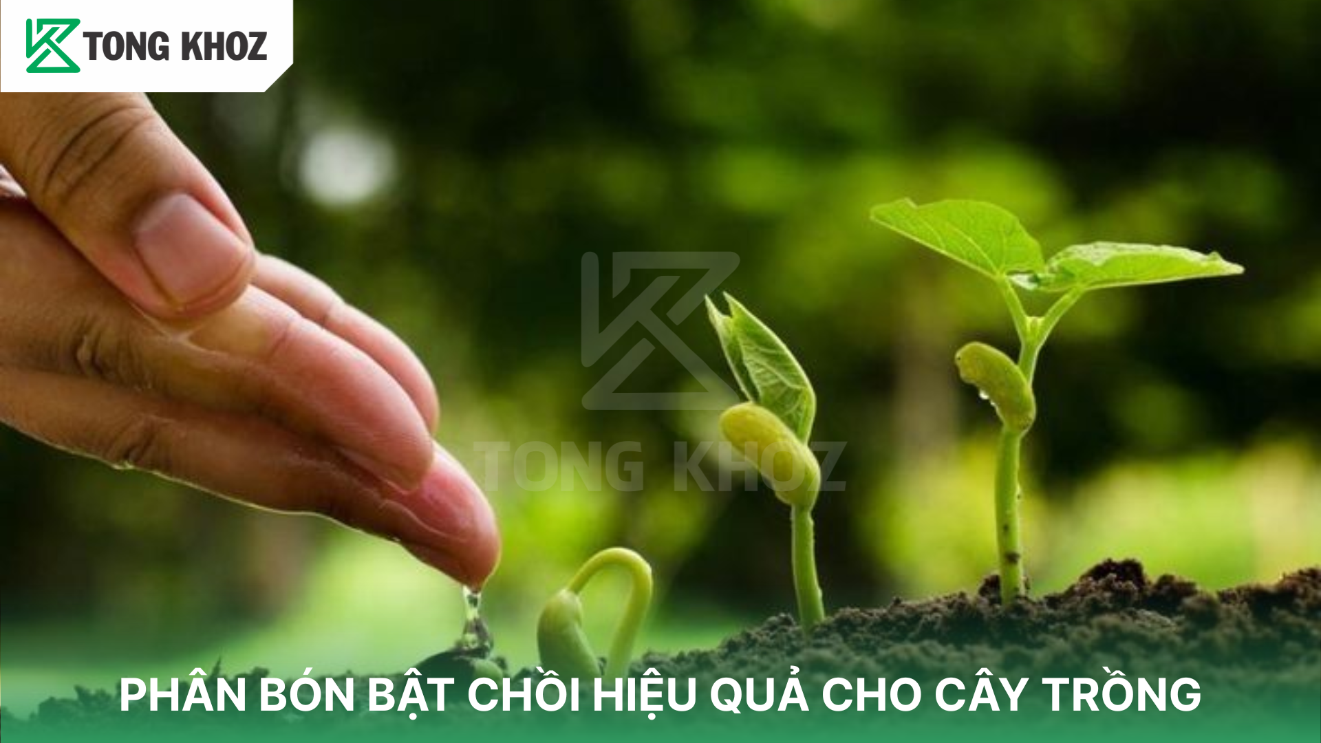 Nguyên tắc chọn phân bón bật chồi cho sầu riêng
