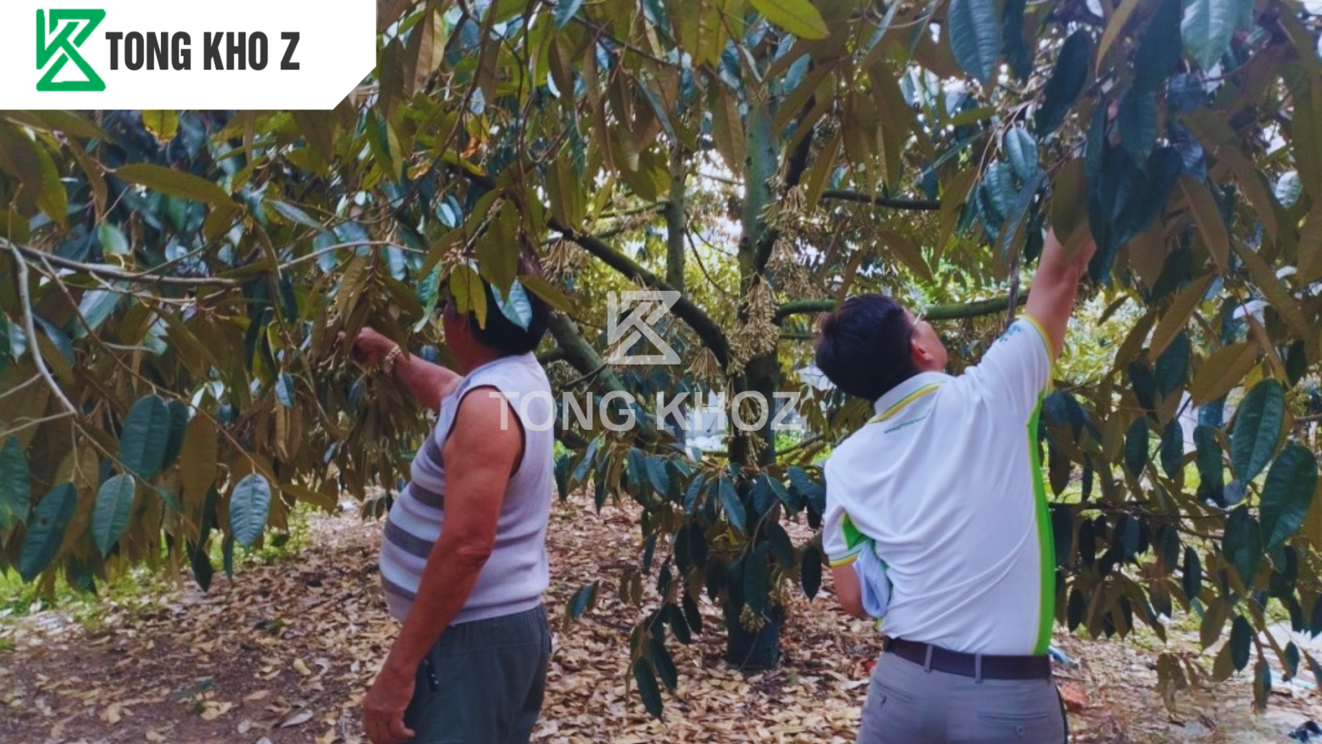 Phân bón chống rụng hoa hoạt động như thế nào