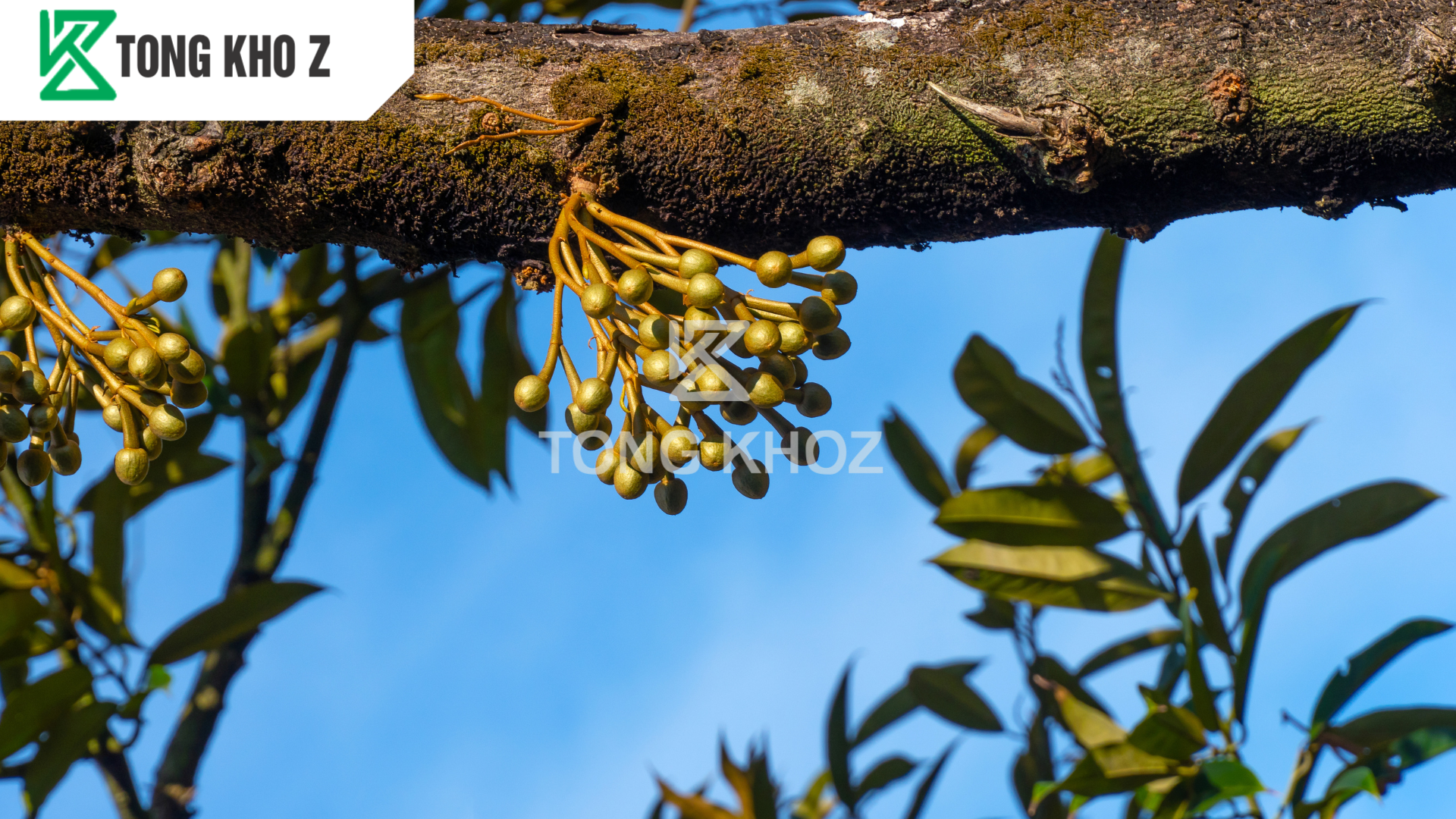 Phân bón kích ra hoa sầu riêng hoạt động như thế nào