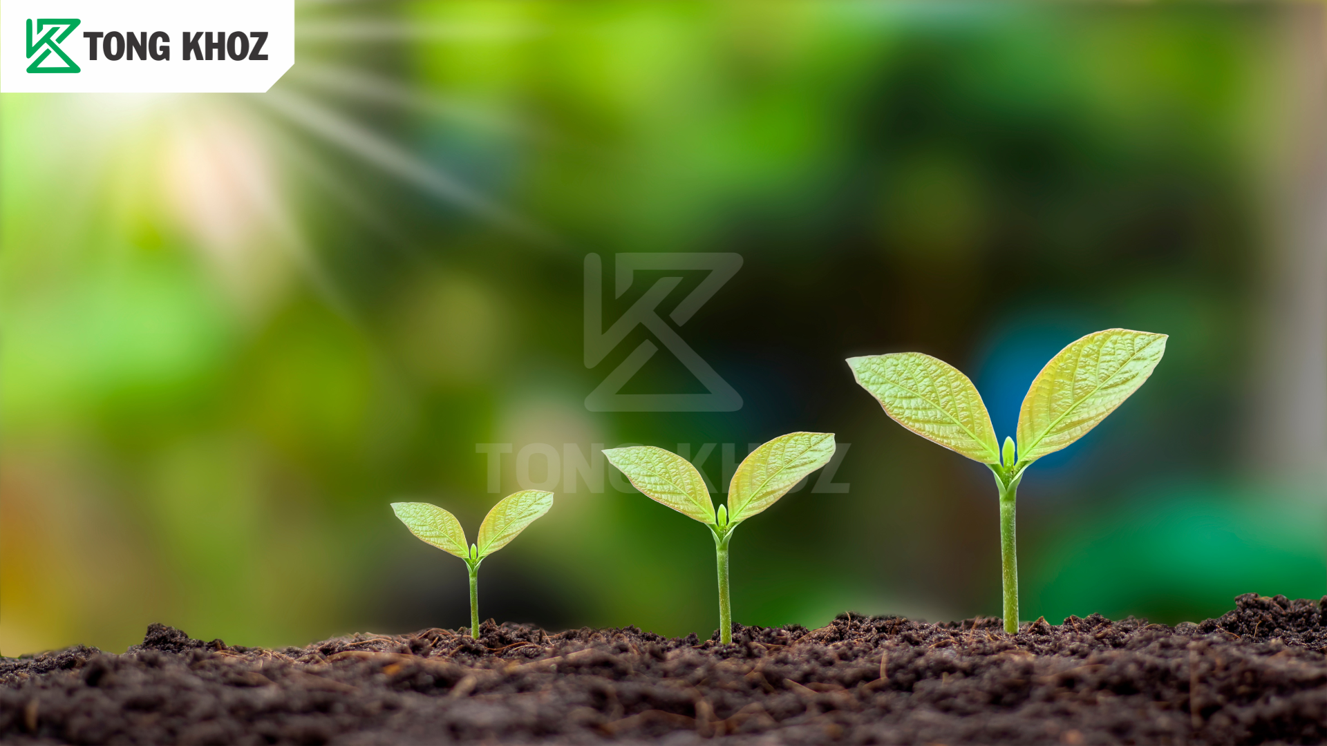 Phân bón xanh lá là gì?