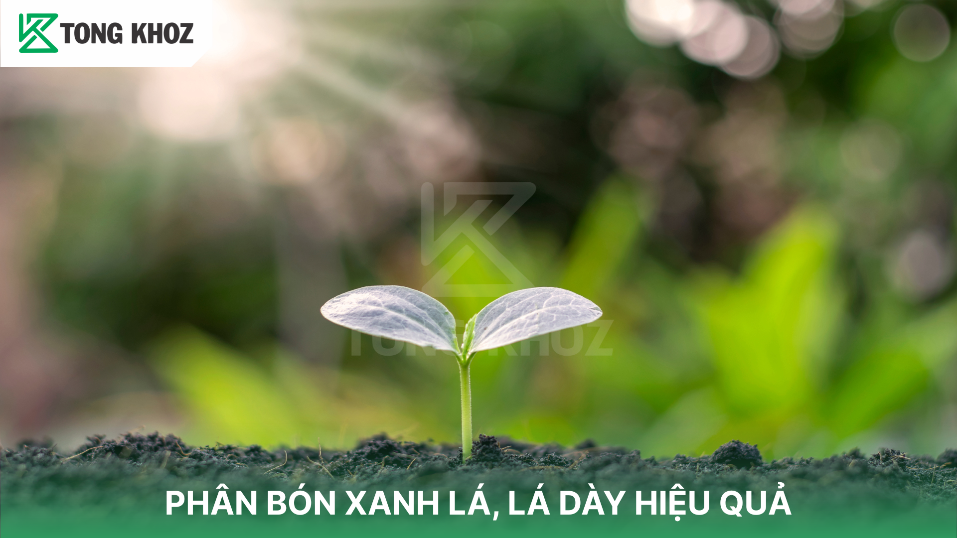 Khi nào sầu riêng cần dùng phân bón xanh lá?