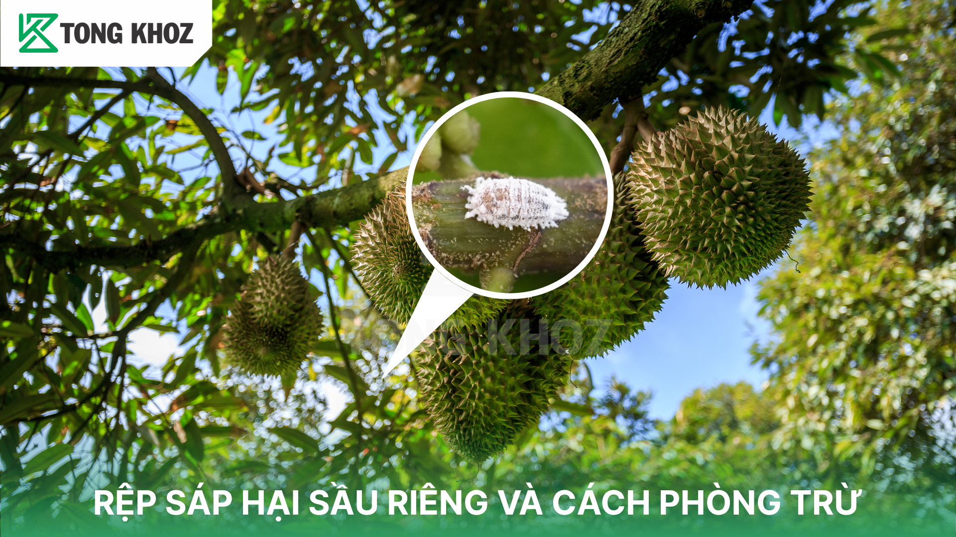 Thông tin về rệp sáp 