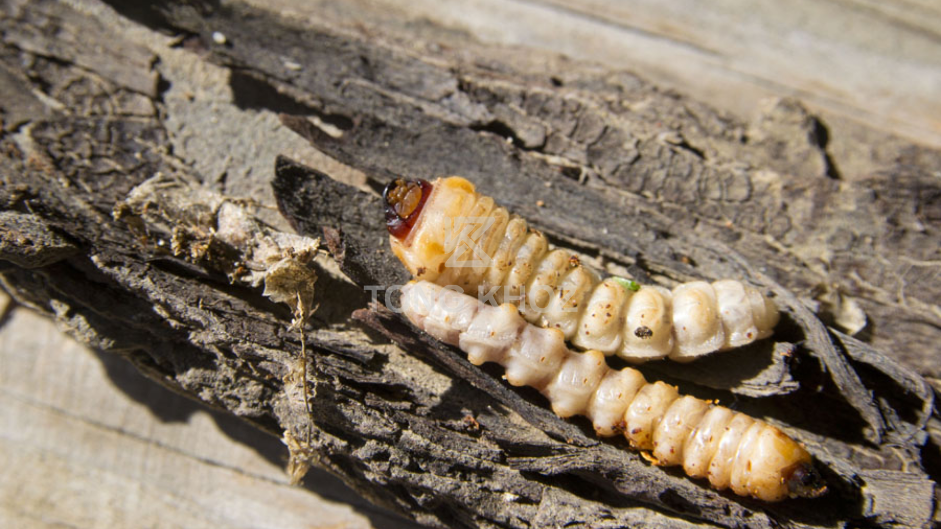 Tác hại sâu đục thân mình trắng cà phê