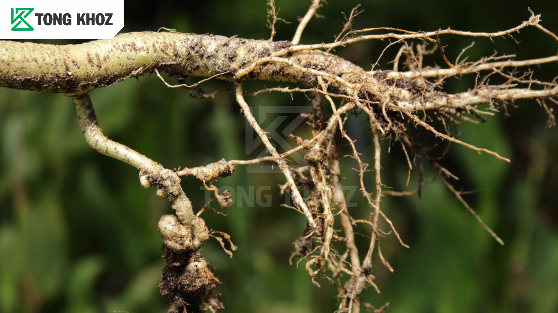 Triệu chứng sầu riêng bị tuyến trùng 