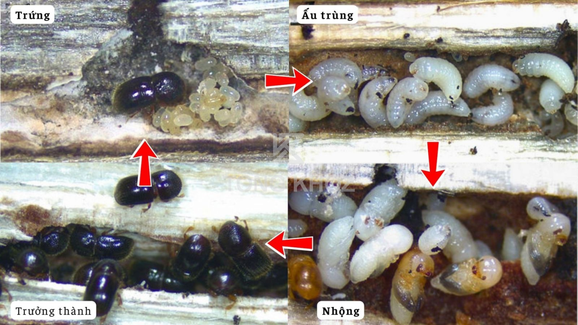 Thông tin chung về mọt đục cành cà phê