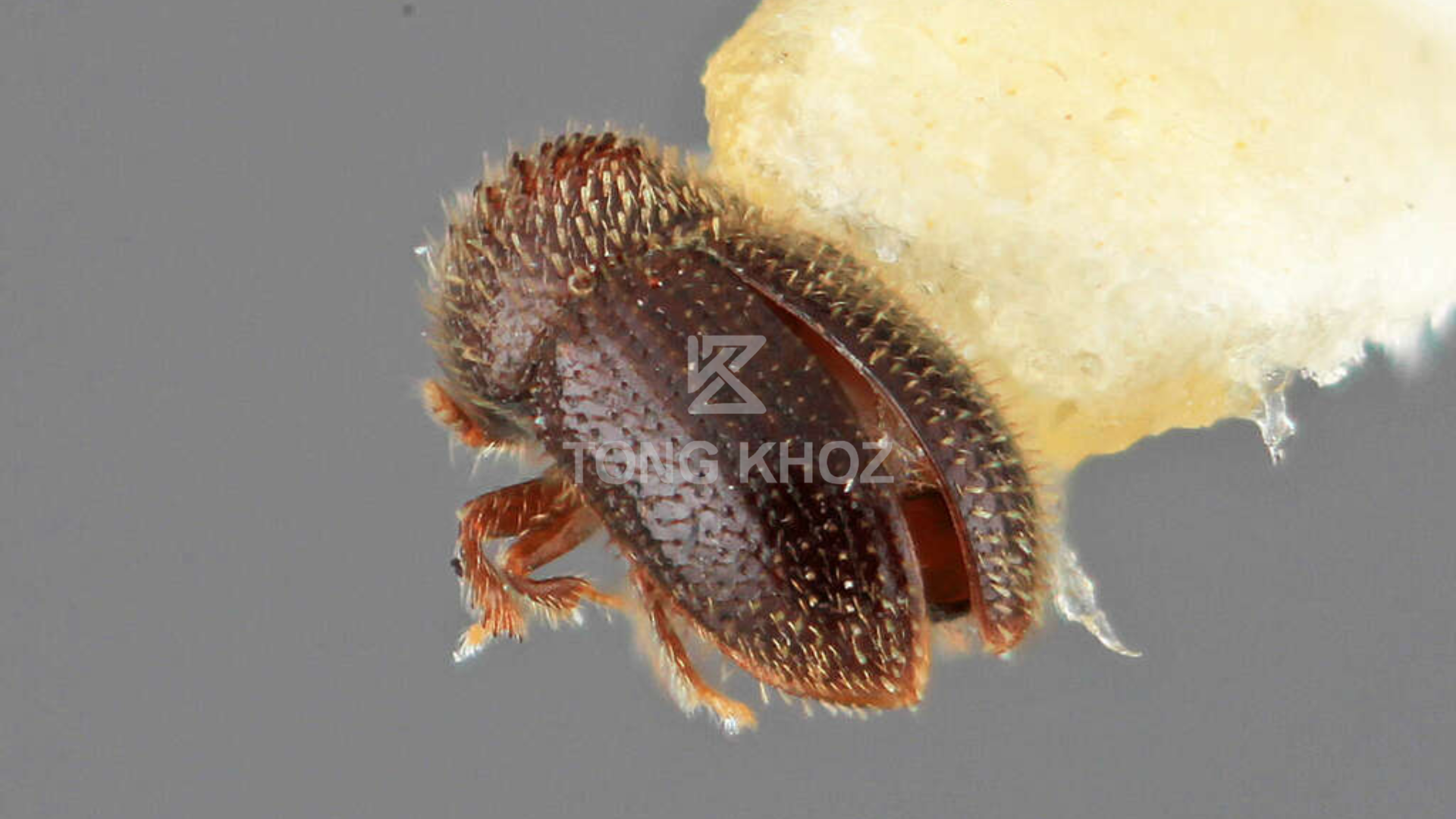 Thông tin mọt đục quả cà phê