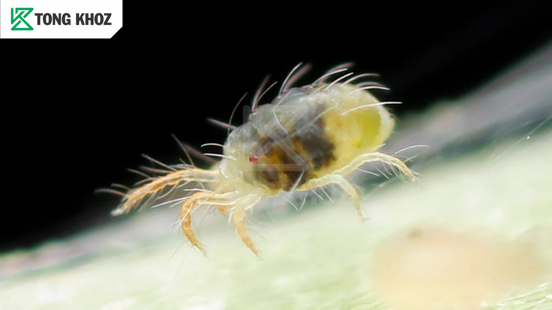 Thông tin nhện đỏ hại ớt