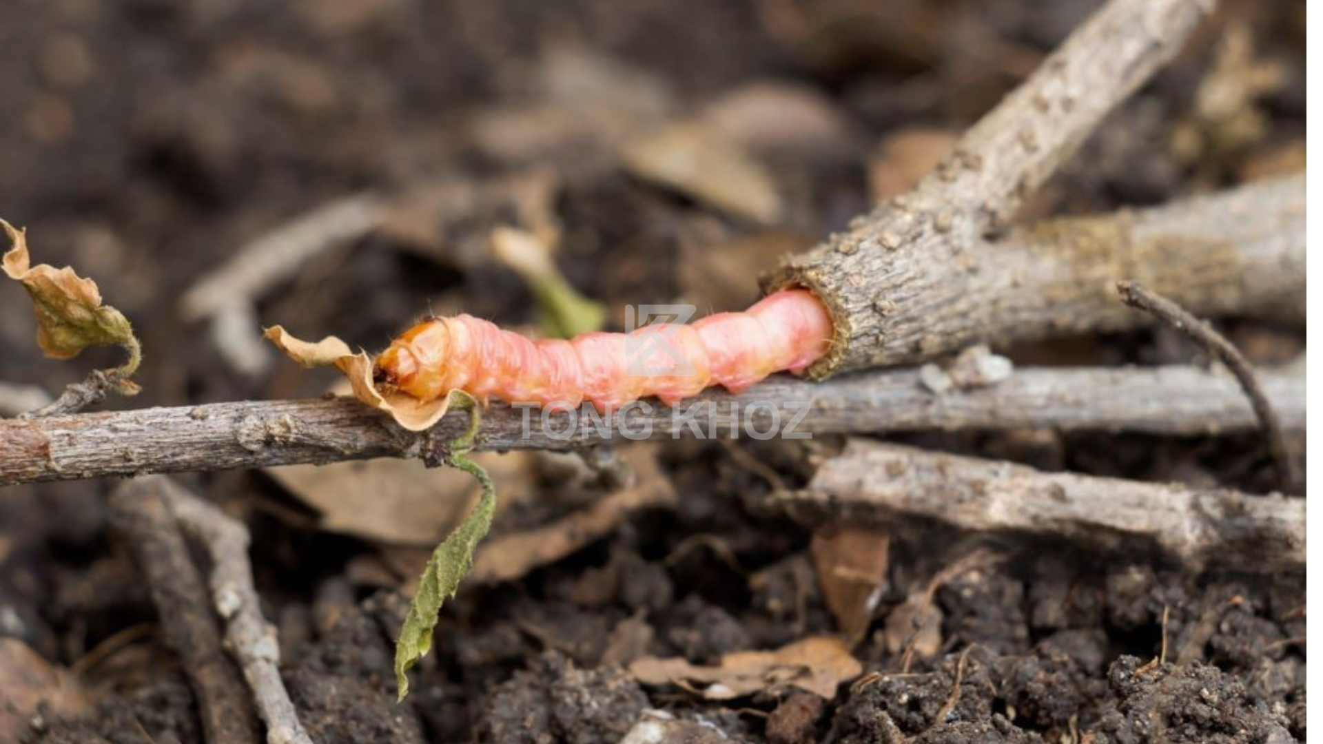 Thông tin sâu đục thân mình đỏ hại cà phê 