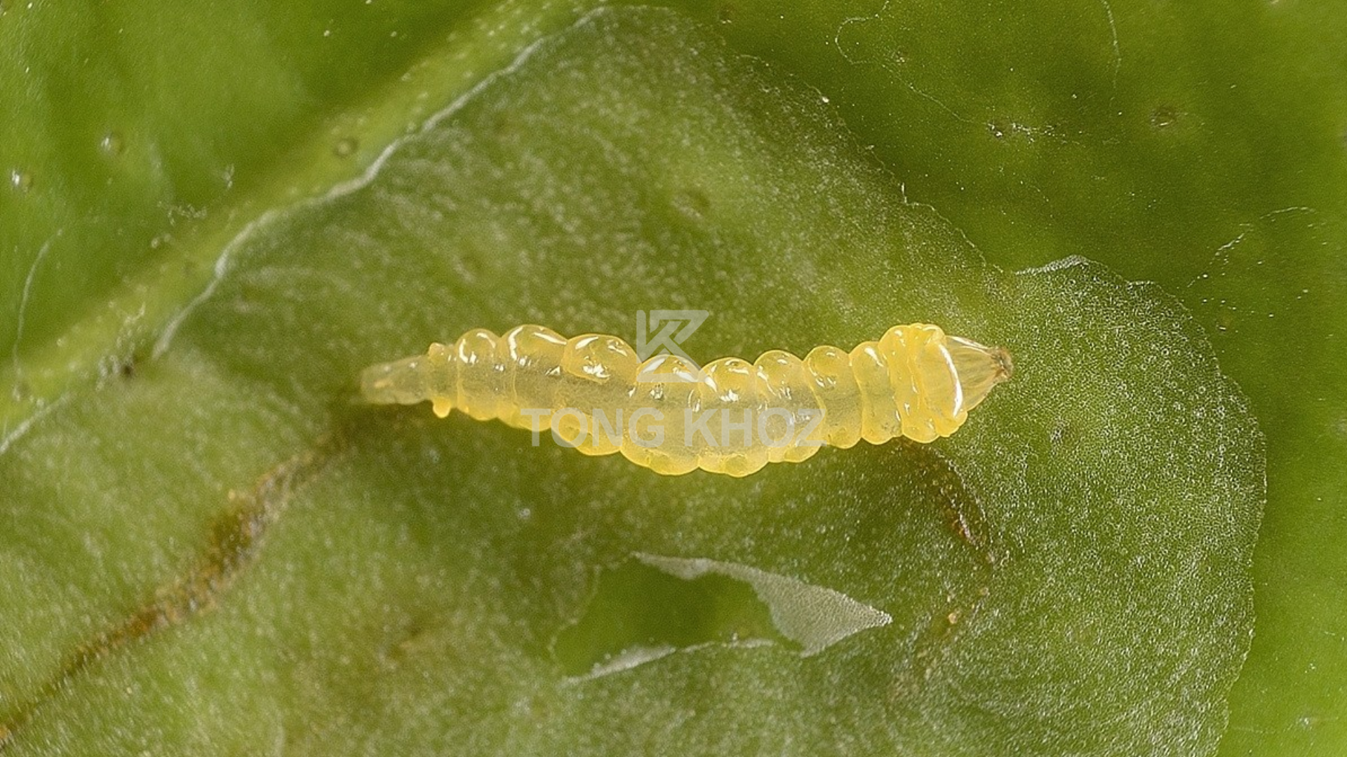 Thông tin sâu vẽ bùa hại bí đao 