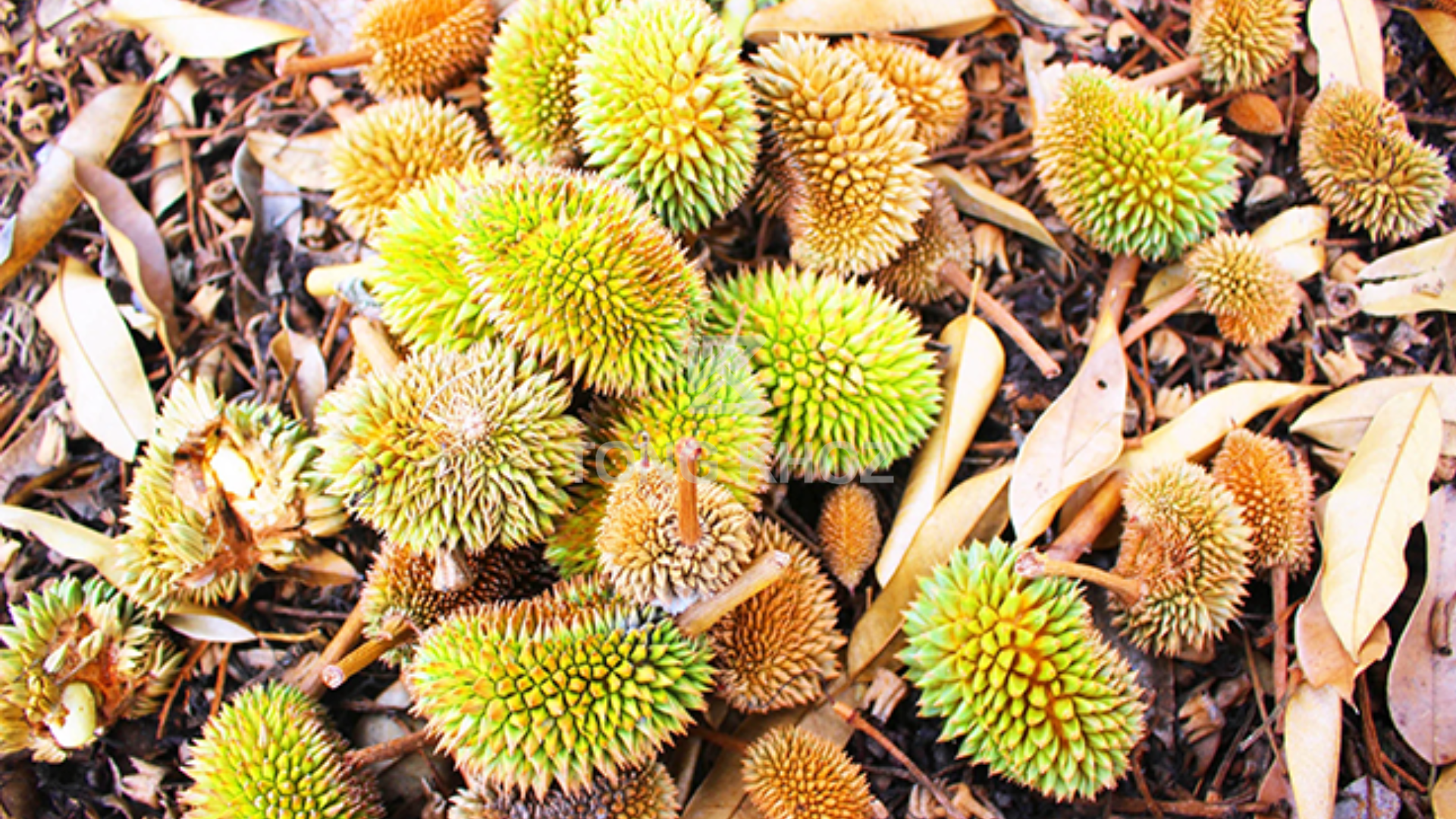 Triệu chứng sầu riêng rụng trái non 