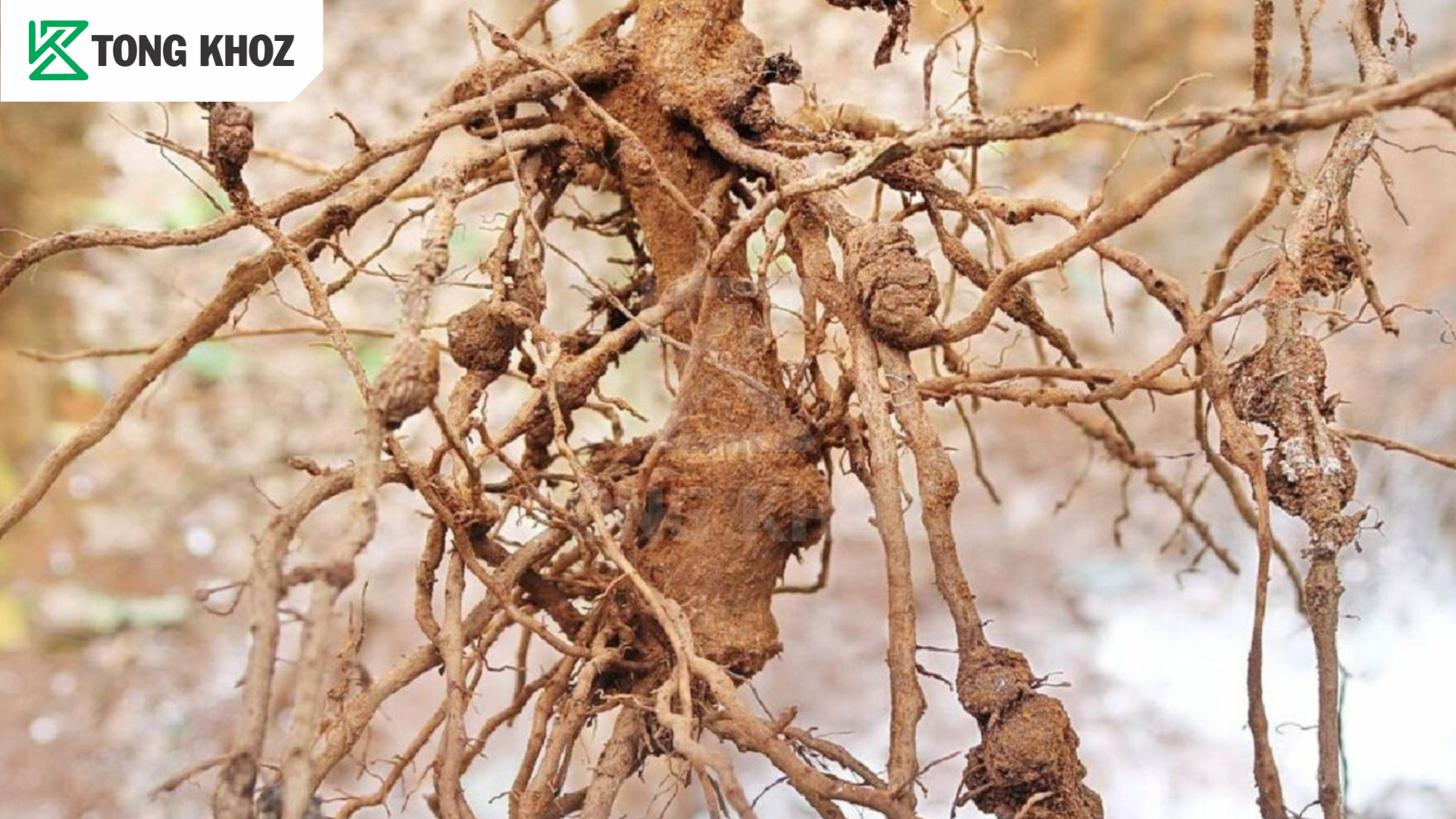 Tuyến trùng sầu riêng là gì?