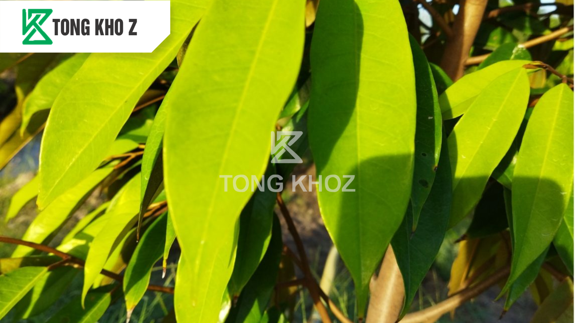 Vống đọt sầu riêng là gì?